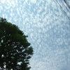 空にうろこ雲が・・・・・　