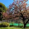 青山の八重桜