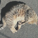 クモニマゴウ