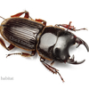 Aegus lunatus