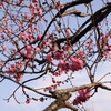 一足早い春を感じる袖ヶ浦公園。ネコにも癒されます。（2015年2月の記録）