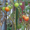 赤みを帯びた鳥の種まきトマト