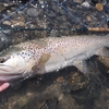 どこまですれば、魚を釣ったことになるのか。