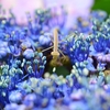 ❀紫陽花昆虫園❗️