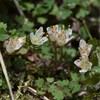 弁天山（筑波山北麓）にハナネコノメソウを見に