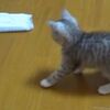 【かわいい】子猫がかわいすぎて掃除どころじゃない！【動画】