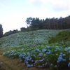 紫陽花山