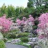 今や、日本人の2人に1人が花粉症!?