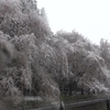 花より団子！鼻水より雪と桜！鼻水だらだらさんぽ