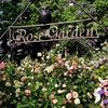 ザローズガーデン　　The Rose Garden〈230518〉