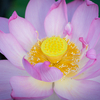 【９５】台東区上野公園　朝の不忍池に咲く蓮の花