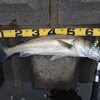 3連休前に