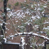 今朝の庭から、雪の朝に