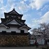 彦根城の桜は満開