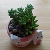 🐰ウサギちゃん鉢の多肉植物さんをお迎えしました。👟。👟。愛しの植物さん歩