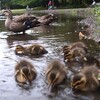 新陳代謝の生き物／花