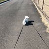 愛犬とのお出かけ～新横浜公園ドッグラン～