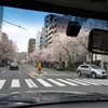 三日見ぬ間に咲く桜