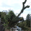 枯れた桜の古木を伐採する