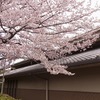 椅子ヨガ講座、じんわり進行中(^_^)＆見事な桜