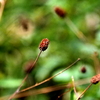 風に揺れてる我吾紅(われもこう）