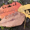 タリアセンで“ハロウィン落ち葉”さがし＠軽井沢