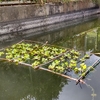  防火水槽の蘇生‐２　水草・・、そして開花。