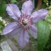 クレマチス　雲仙とアルバニー