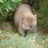 タスマニア　一味違うオーストラリア　ウオンバットに大大接近