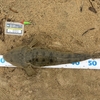 新規開拓のサーフでマゴチ21匹！マゴチガチャでマーゴンは出るのか？🎣