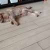 「猫ぽっとん」を季語にしたい