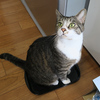 逸るごはん待ち