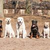 Dog Training York Pennsylvania