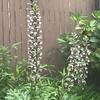 Acanthus 