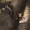 久々の鳥撮散歩！