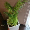 植え替え