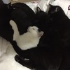 いい猫の日