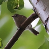 鳥と花　１