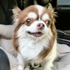 みごとちゃん🐶単独健診