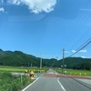 湧き水で喉を潤すカラス