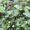 ヤノネシダの葉には、いろんな形がある