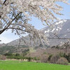 【町営磐梯山牧場の桜】ＮＨＫ大河 「八重の桜」 のロケ地になった牧場の桜