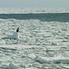 網走流氷観光砕氷船 おーろら【北海道】