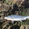 海峡で釣る海サクラ、2本目開花！