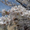 市内坂畑公園で青空の下満開のソメイヨシノを撮った