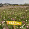 コスモス畑に行ってきました♪