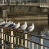 手賀沼公園のユリカモメ