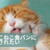 ８月は「ねこねこ食パン〜はちみつれもん〜」に癒やされてみたい