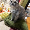 こたつ始動