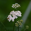 梅雨に入りましたなあ・・・庭の花